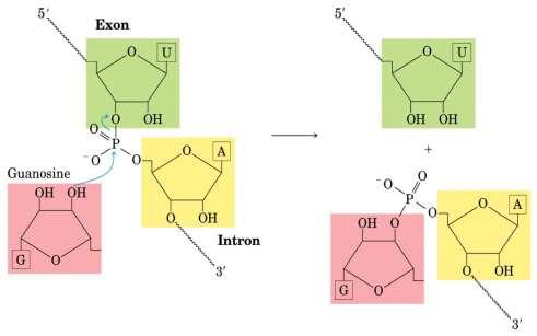 SnRNAs O papel dos pequenos RNAs nucleares (snrna) na edição do RNA