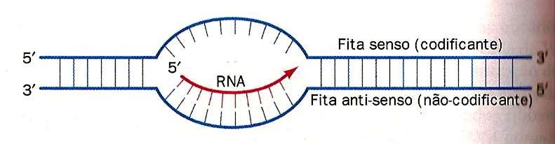 Transcrição Síntese de RNA dirigida pela
