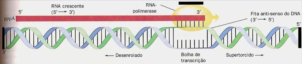 a síntese de RNA é a 3 5 ou não-codificante -