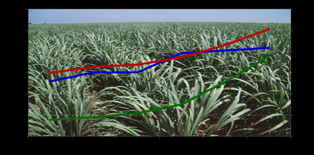 EVOLUÇÃO DA MOAGEM DE CANA, PRODUÇÃO DE