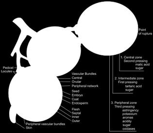 Zona central ácido málico açúcares (glicose e frutose) 2.