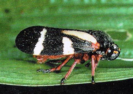 Família Cercopidae Cigarrinhas de cores