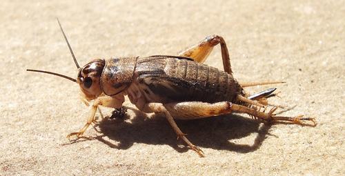 Ordem Orthoptera Olivier, 1811 Família Gryllidae Representa cerca de 2.