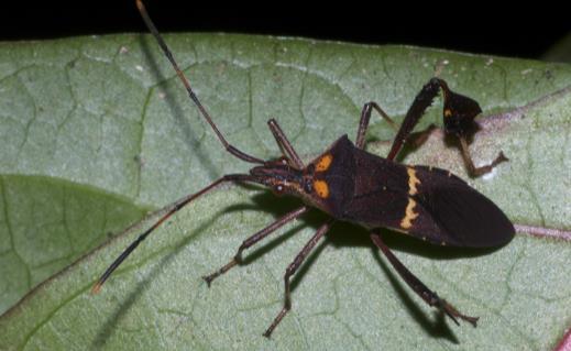 Família Tingidae Porte pequeno,