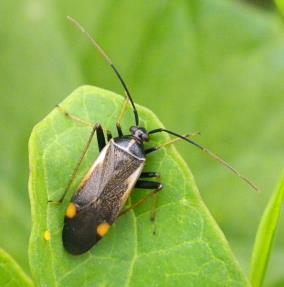 Família Miridae Percevejos pequenos e coloridos Cabeça distinta, antenas com quatro