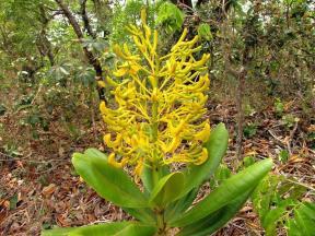 ) Cerrado tipo de vegetação Savanas em geral são classificadas em 4 tipos: (1) Baixa disponibilidade de água e alto suprimento de nutrientes