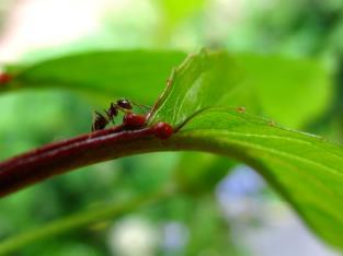 Defesas contra herbivoria Herbivoria no Cerrado