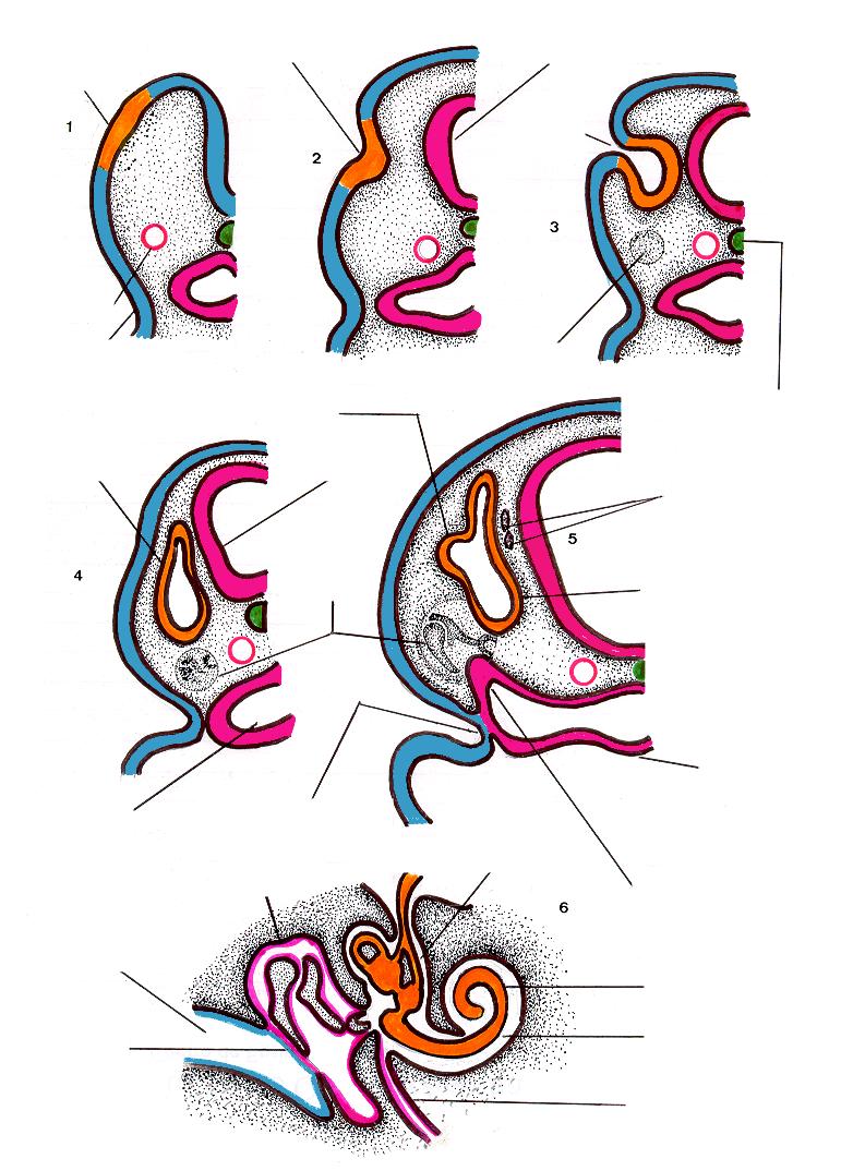 Desenvolvimento normal do Sistema vestíbulo-coclear B Placóide Ótico Invaginação do Placóide Rombencéfalo Fosseta Ótica Aorta dorsal Ectoderma superficial Porção utricular da vesícula ótica Vesícula