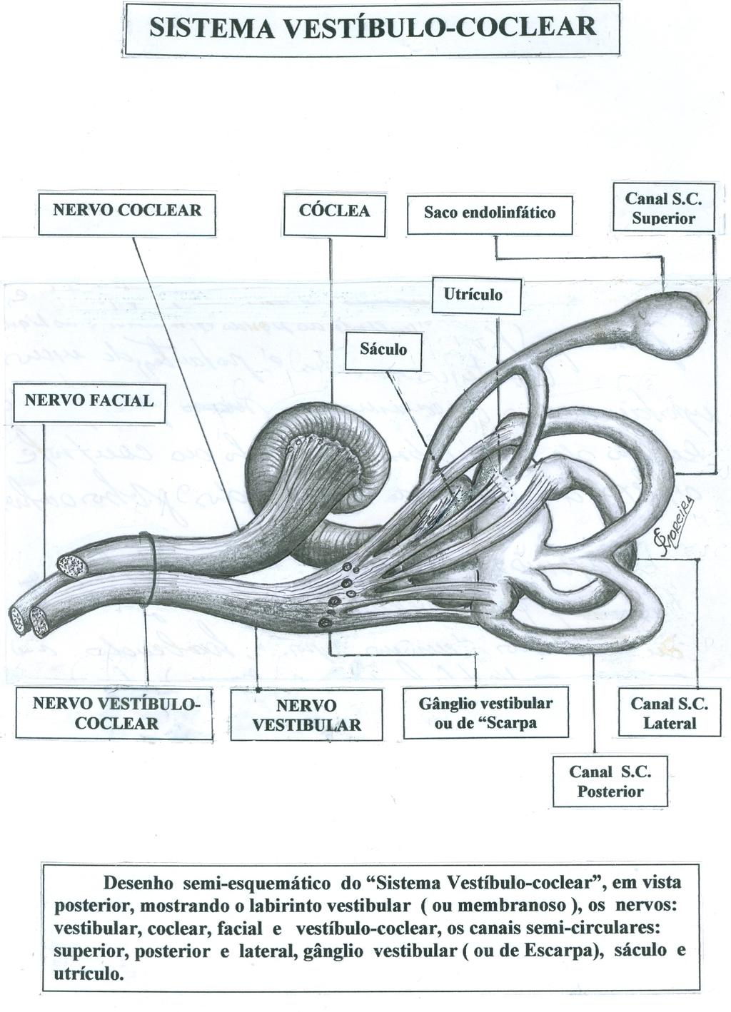 SISTEMA VESTÍBULO-COCLEAR Canal Semicircular superior e sua Crista ampolar. Saco endolinfático Cóclea Utrículo Sáculo Nervo Facial ( VIIº Nervo ) Coclear Nervo Facial: VIIº nervo craniano.
