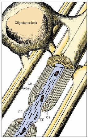 OLIGODENDRÓCITO Bainha de mielina