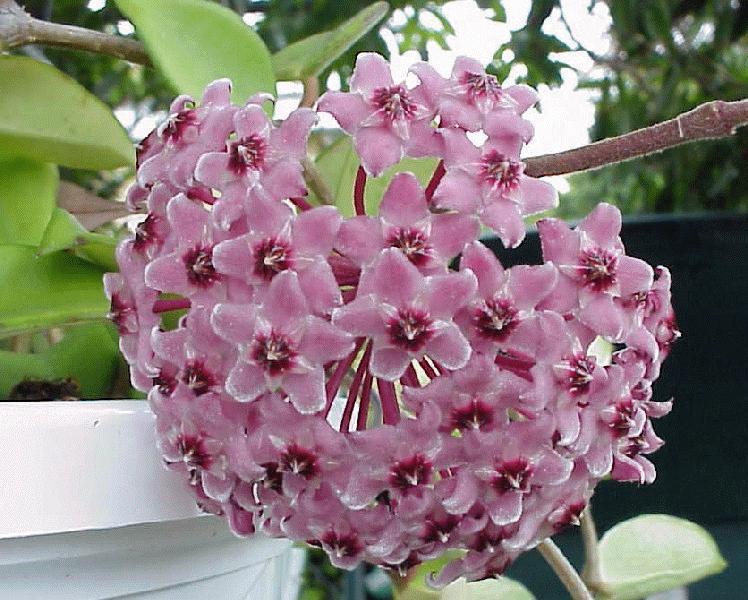 Orchidaceae 15
