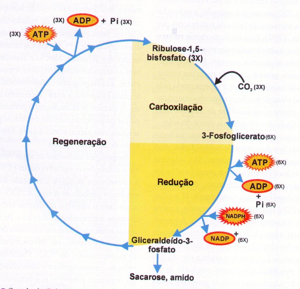 CICLO DE