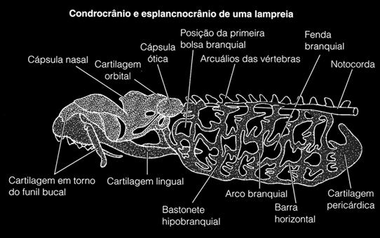 Como é o esqueleto visceral nos vertebrados