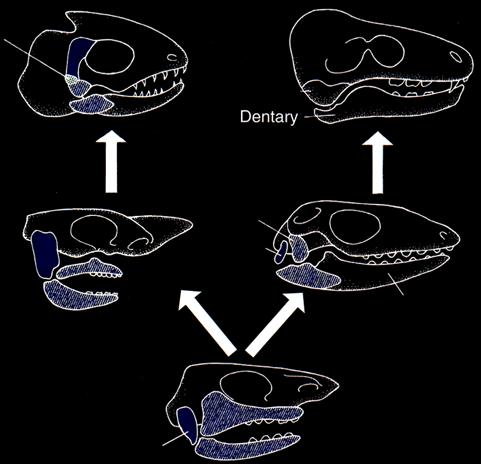 Evolução da suspensão das maxilas: visão geral Hiostílica modificada (teleósteos) Craniostilia (mamíferos) temporal dentário Palatoquadrado