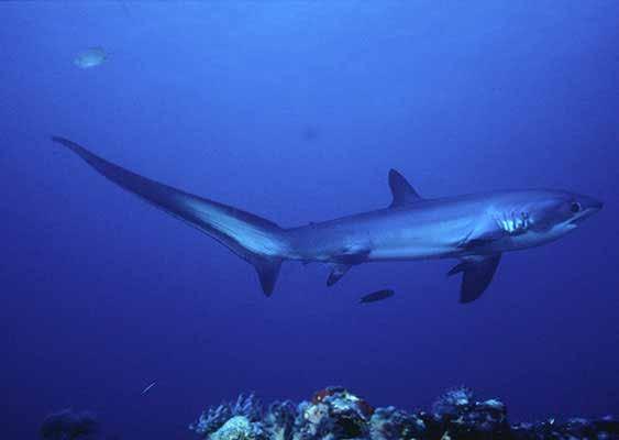 Galeomorpha: tubarões, 01