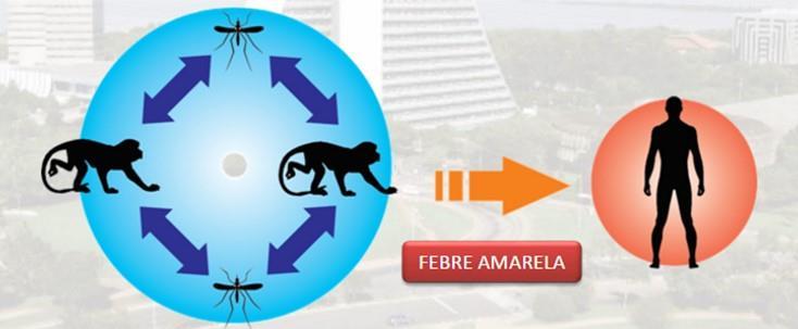 Metazoonoses O agente necessita passar por hospedeiro invertebrado para que o seu ciclo se complete: Febres Maculosa e