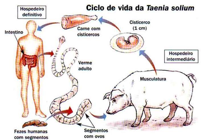 Trematódeos e Cestódeos