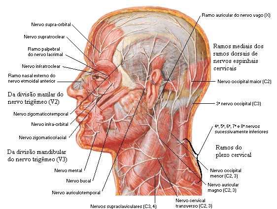 Page 4 of 7 Ramos dorsais dos nervos espinhais torácicos Dividem-se em ramos medial e lateral.