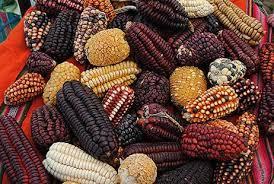 Composição dos Alimentos: fatores condicionantes Teores dos nutrientes no milho variam significativamente com: GENÉTICA
