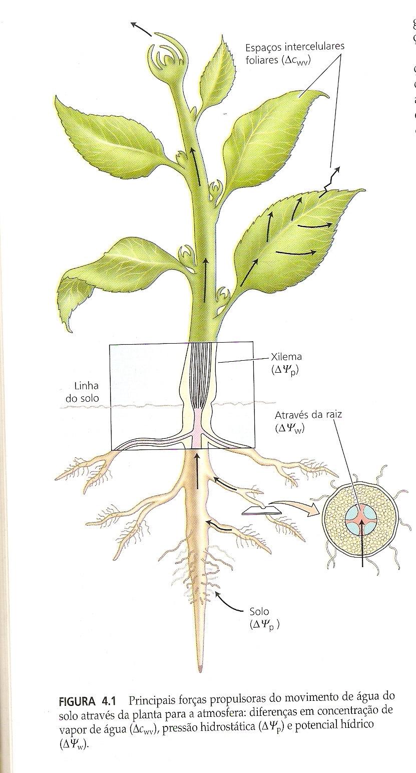 Movimento da água na planta