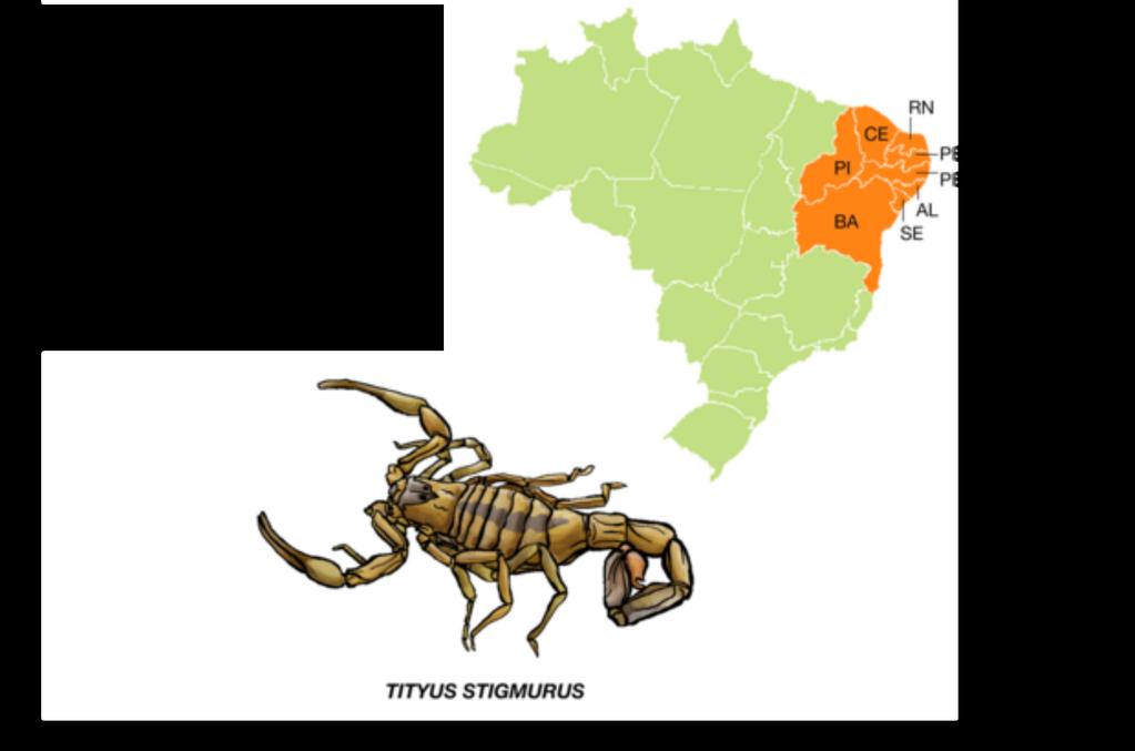 Tityus stigmurus Chamado de escorpião amarelo do Nordeste,