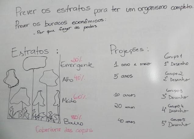 plantio ao longo do tempo. Projeção no tempo: 1 ano e 6 meses; 5 anos; 10 anos; 20 anos e 40 anos. Cada grupo representou um período. Estratos: emergente, alto, médio e baixo.