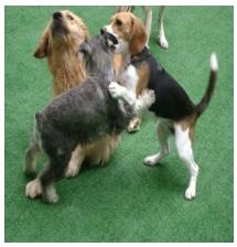 Figura 3 Integração dos cães no playground - Cachorro cansado é cachorro feliz. O serviço de hospedagem propõe a integração dos animais, sendo este um grande diferencial.