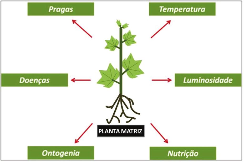 Plantas Matrizes na Propagação Vegetativa 19 agronômicas superiores (produtividade, qualidade de frutos, sementes, etc.).