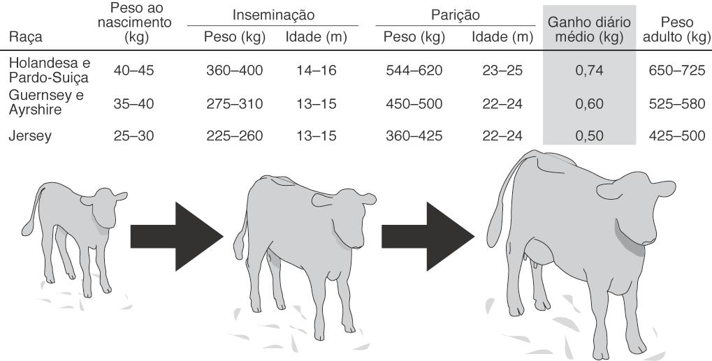 Alimentação, alojamento e manejo em geral estão em constantes mudanças entre o nascimento e o primeiro parto.