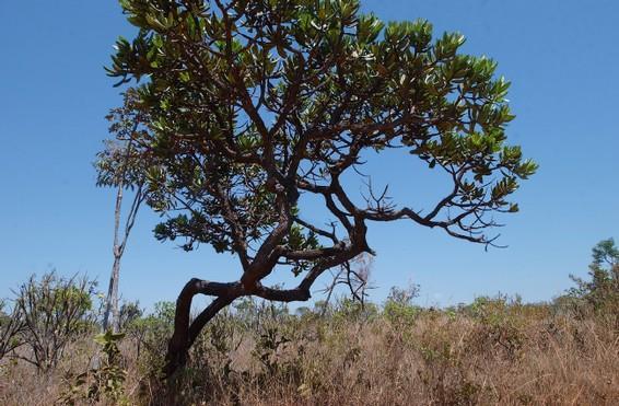 É o nome dado às savanas brasileiras caracterizadas por