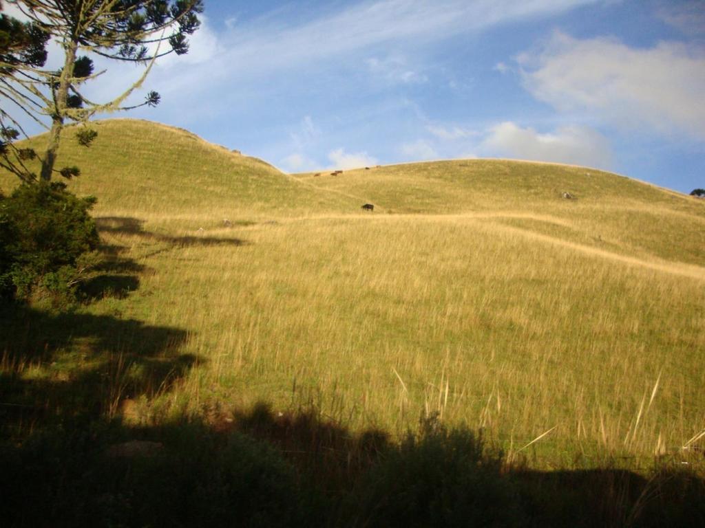 Pampa A formação herbácea ou campestre