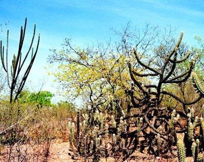 Caatinga A caatinga está localizada na Região Nordeste e parte de Minas