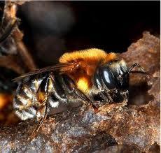 12 como "Jandaira" as abelhas Melipona seminigra (Jandaira-preta) e Trigona amalthea.