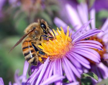 13 alimentos grandes, atingindo 4 cm de altura. É possível se obter de 1,5 a 2,5 litros de mel/ ano por colônia. O tamanho das colônias gira em torno de 1000 abelhas (BRUENING, 2001).