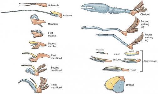 Crustacea - Apêndices cefálicos 5 pares de apêndices: Antênula ou antena1 Antena ou antena 2 Mandíbula
