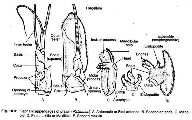 Crustacea - Apêndices cefálicos 5 pares de apêndices: Antênula ou antena1 Antena ou antena 2 Mandíbula