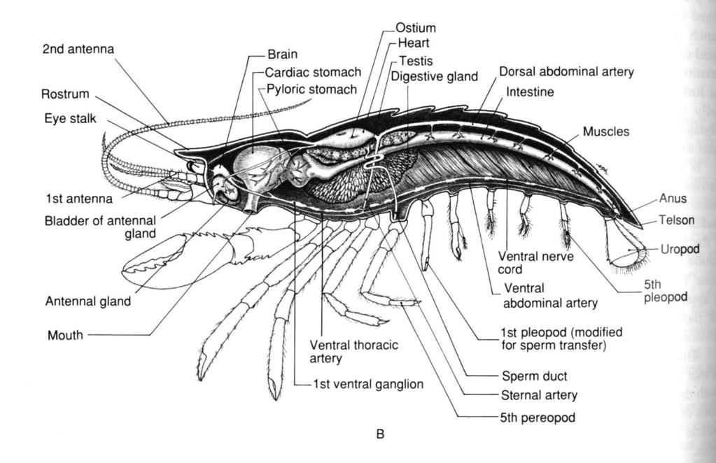 Crustacea Sistema circulatório sistema aberto coração hemócitos