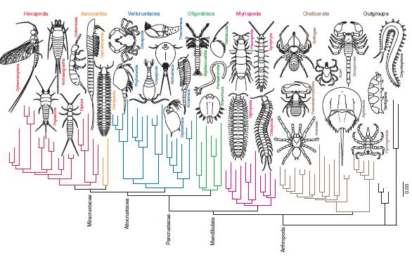 Relação entre os grande grupos de artrópodes