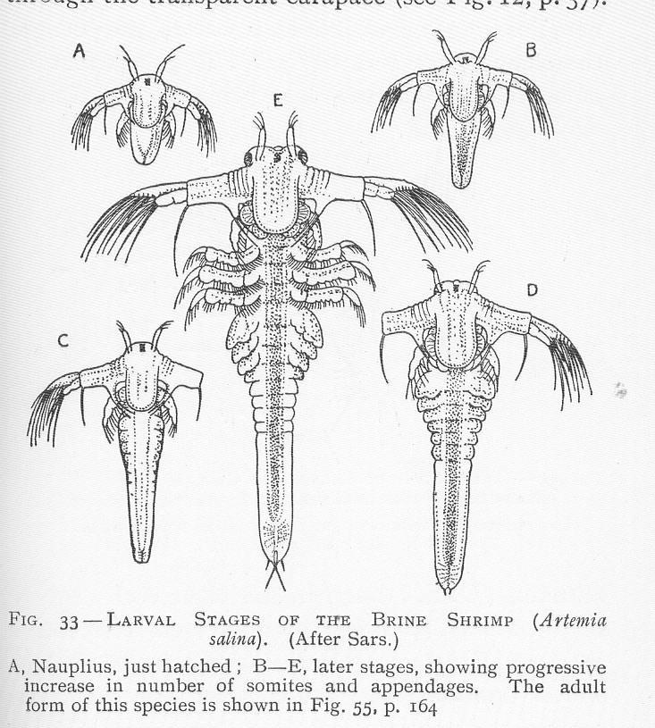 Artemia