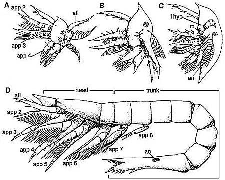 Crustacea Relação entre os grupos com base em uma provável linha evolutiva da tagmose na região