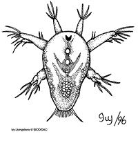 Crustacea Náuplio Alguma