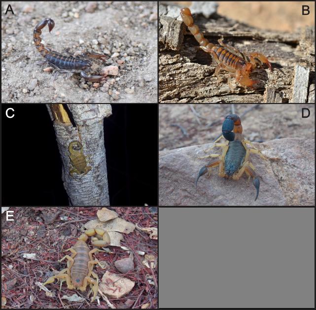 RESULTADOS E DISCUSSÃO Foi registrado um total de 87 indivíduos provenientes de 55 lotes, sendo estes pertencentes a três gêneros e cinco espécies, a saber: Bothriurus asper (Figura 1A), Bothriurus