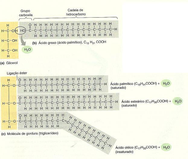 Lipídeos Uma molécula de gordura é formada quando uma molécula de glicerol se combina com uma a três moléculas de ácidos graxos,