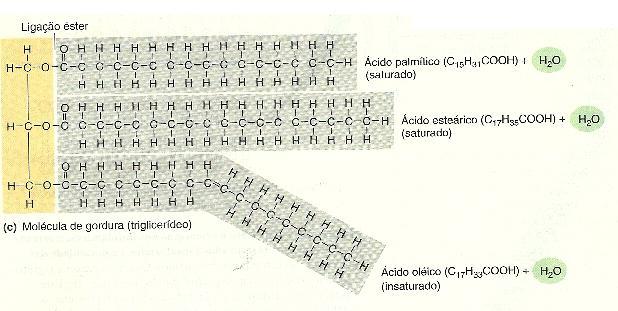 Triglicerídeos (gorduras) Contém um álcool denominado glicerol e um grupo de compostos