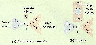 carboxila (-COOH), (3) um átomo de hidrogênio e (4) um grupo R, que varia