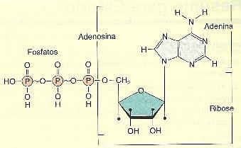 Trifosfato de Adenosina (ATP) É a principal molécula transportadora de energia de todas as células; O ATP consiste de uma
