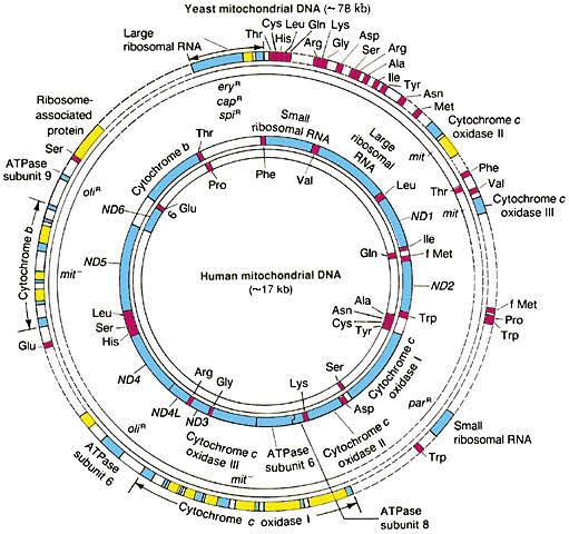 DNA mitocondrial Codifica para algumas proteínas da cadeia de transporte de