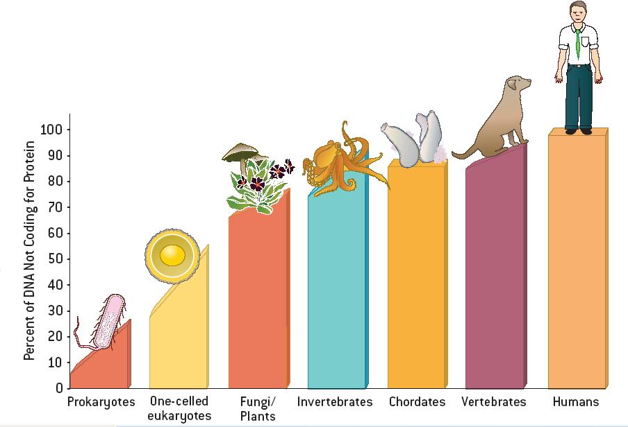 A quantidade de DNA não codificador está