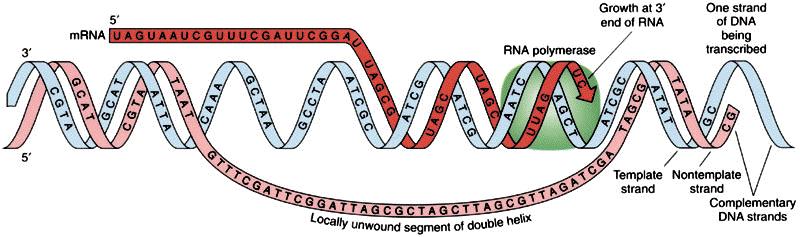 A síntese do mrna