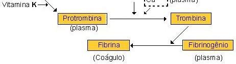 desenvolvimento da sequência da coagulação.